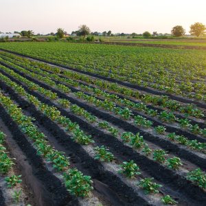 AGROINDUSTRIAS